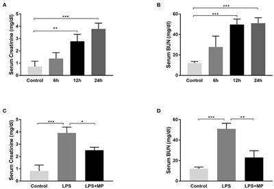 Kidney Organoids as a Novel Platform to Evaluate Lipopolysaccharide-Induced Oxidative Stress and Apoptosis in Acute Kidney Injury